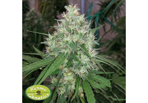 Karma Genetics Seeds A5Haze BX2