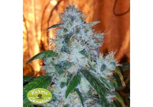 Karma Genetics Seeds AG13 x Biker