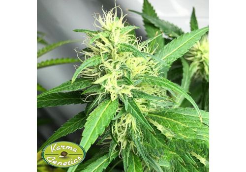 Karma Genetics Seeds African Dream LTD