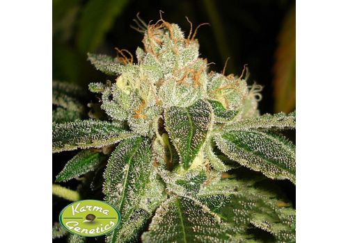 Karma Genetics Seeds Biker Kush