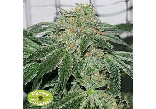 Karma Genetics Seeds Biker Le Blanc