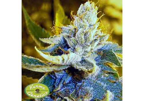 Karma Genetics Seeds Brotherhood OG