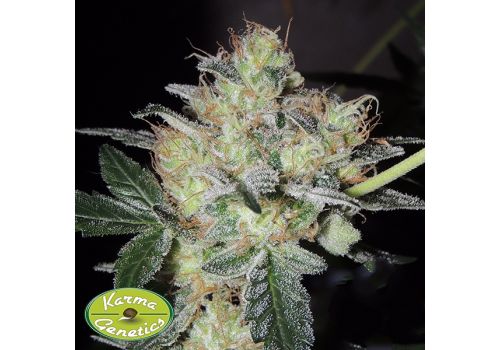Karma Genetics Seeds FruitBowl