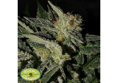 Karma Genetics Seeds Happy Kush