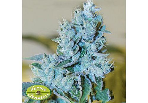 Karma Genetics Seeds Headbanger