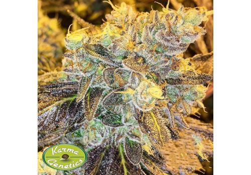 Karma Genetics Seeds Headstash