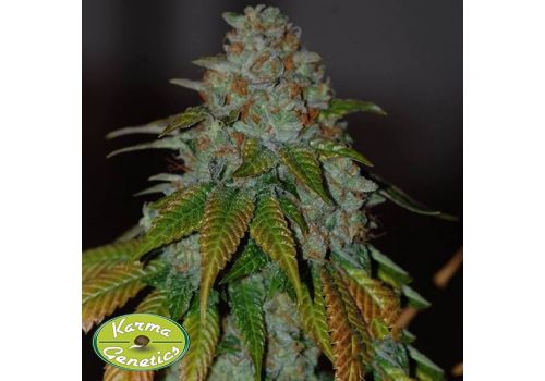 Karma Genetics Seeds Karma OG