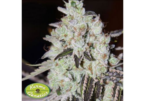 Karma Genetics Seeds Mahayana