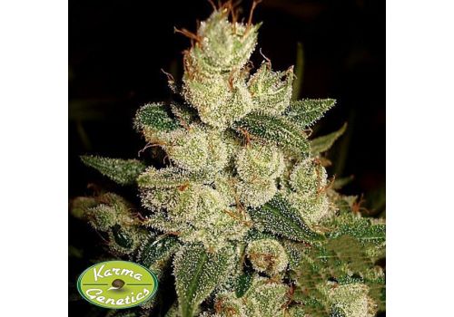 Karma Genetics Seeds Mirre