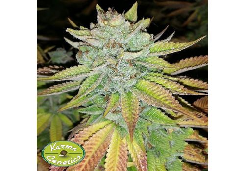 Karma Genetics Seeds Tha Melon
