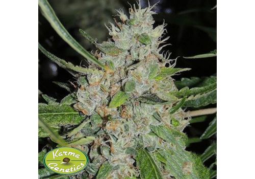 Karma Genetics Seeds C99bx x Biker