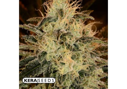 Kera Seeds American Stafford