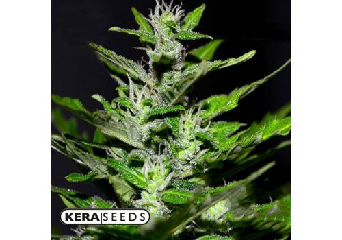 Kera Seeds Gelato