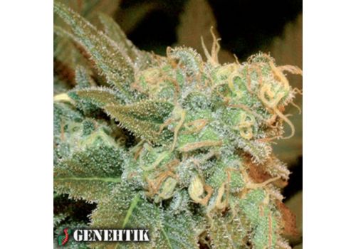 Genehtik Seeds Ese T.Bilbo AUTO