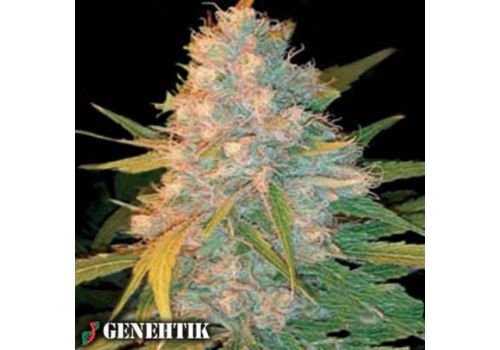 Genehtik Seeds Azken Indika(L.U.I.)