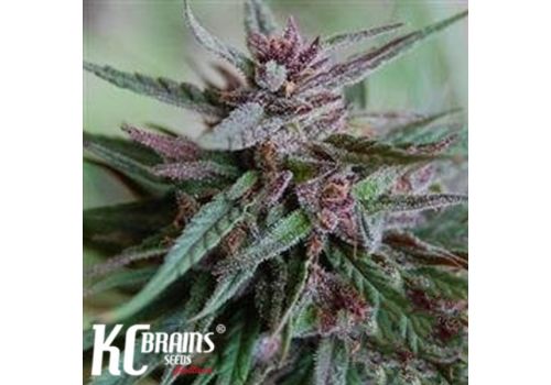 KC Brains Bahia Blackhead