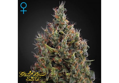 Green House Seeds Big Bang AUTO