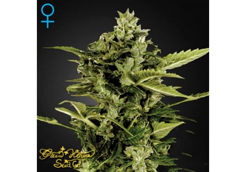 Green House Seeds AUTO-Bomb