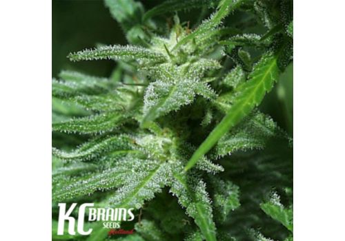 KC Brains Brains Damage