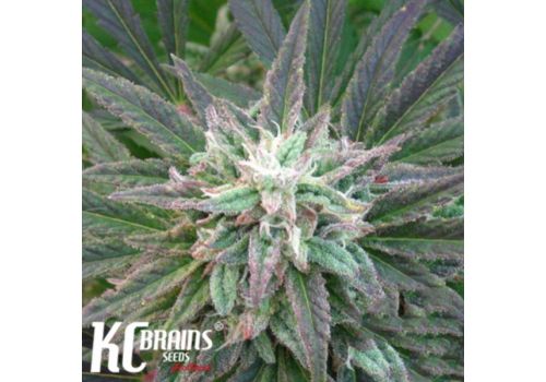 KC Brains Brains Escape