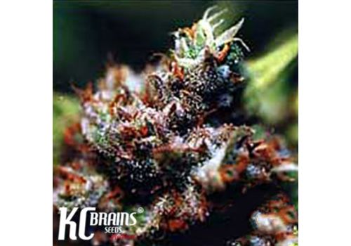 KC Brains Brazil x KC