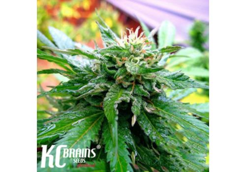 KC Brains California Special