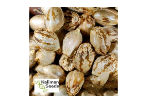 Kaliman Seeds Cheese Quatro