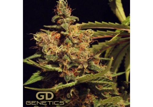 Green Devil Seeds Cheesecake