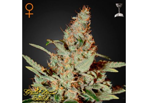 Green House Seeds Chemdog