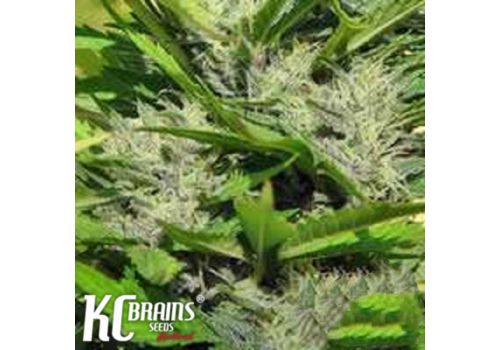 KC Brains Crystal Paradise