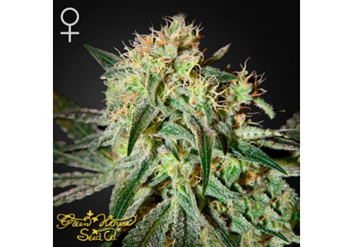 Green House Seeds Damn Sour