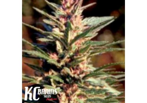 KC Brains Danky Doodle