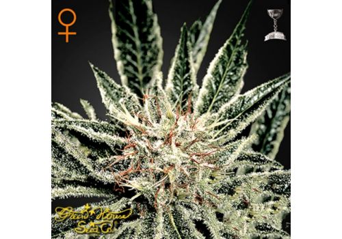 Green House Seeds El Nino