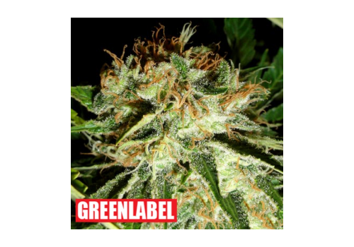 Green Label Seeds Everest Bud