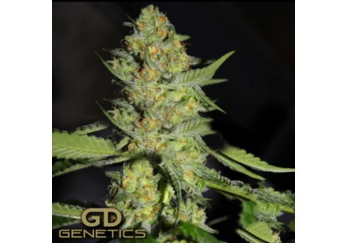 Green Devil Seeds GD Town