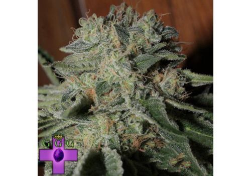 Gage Green Seeds Banana Puff