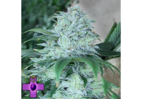 Gage Green Seeds Daybreaker