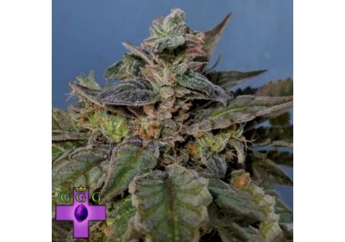 Gage Green Seeds Leia OG