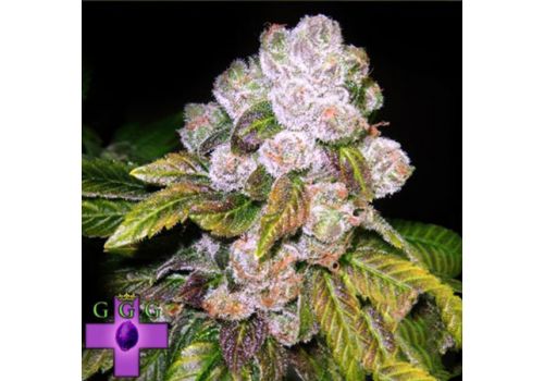 Gage Green Seeds Mendodawg
