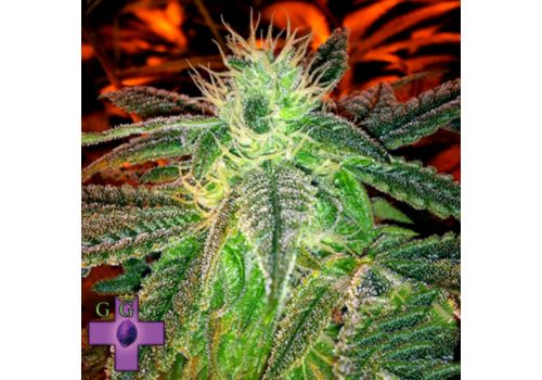 Gage Green Seeds 5K Puff