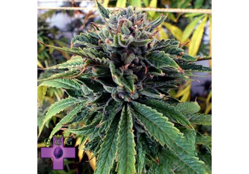 Gage Green Seeds Breakout