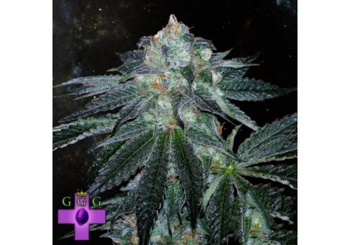 Gage Green Seeds Force OG