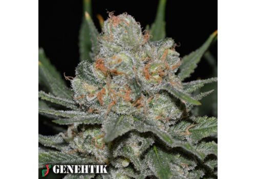 Genehtik Seeds Nevil Bilbo AUTO