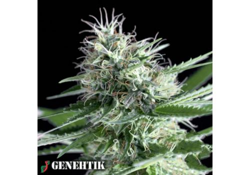 Genehtik Seeds OG Lemon Bilbo