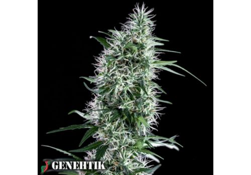 Genehtik Seeds Santa Bilbo
