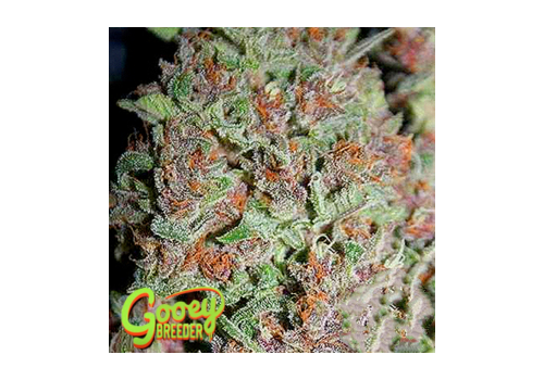 Gooeybreeder Seeds Lemendhaze