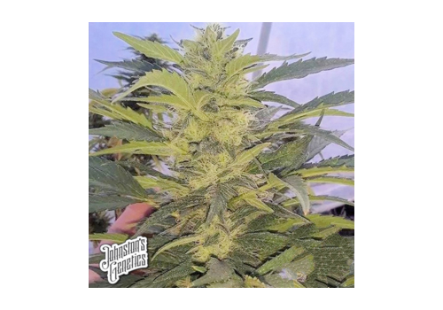 Johnston's Genetics Seeds Grandma's Double Stuffed Cookies
