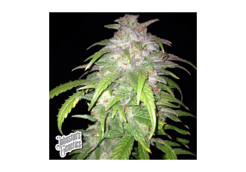 Johnston's Genetics Seeds Grandma's Sugar Cookies