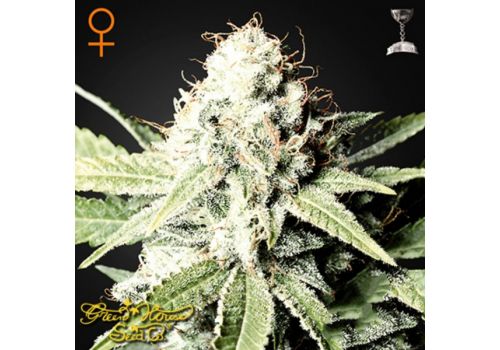 Green House Seeds Great White Shark