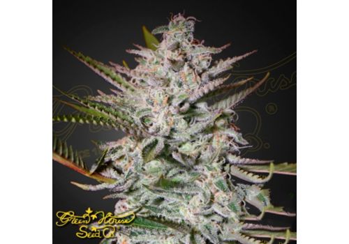 Green House Seeds Holy Punch